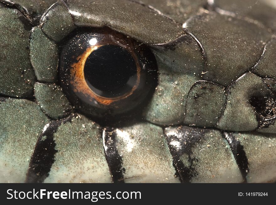 Grass Snake Natrix natrix, eye, necklace