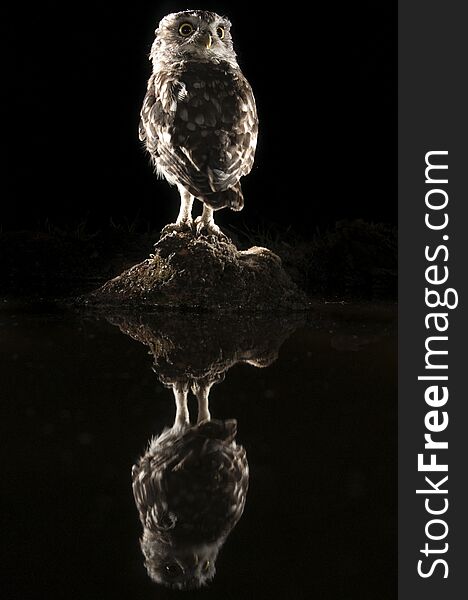 Athene noctua owl, perched on a rock at night, with reflection, Little Owl