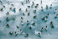 Large Accumulation Of Ducks In Winter On Ice Of Reservoir Royalty Free Stock Photo