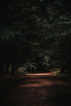 Dark Forest Royalty Free Stock Image