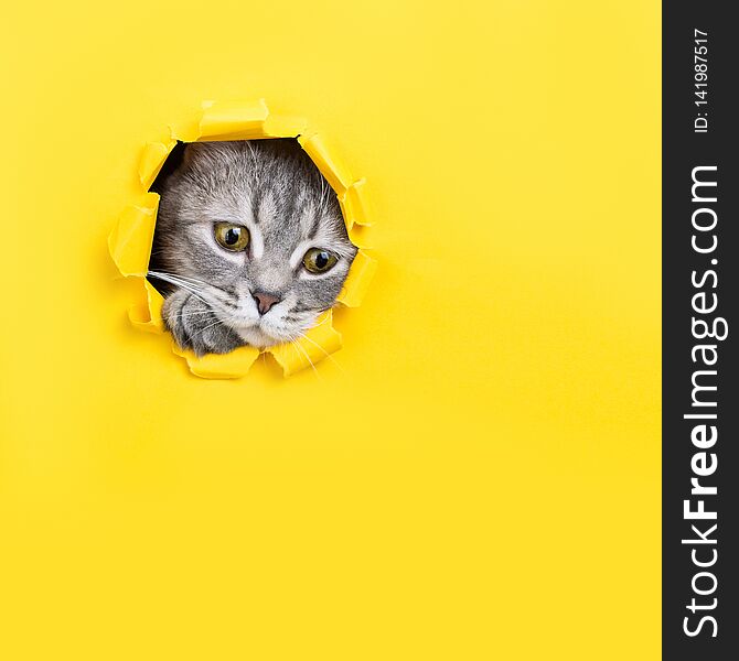 The cat is looking through a torn hole in yellow paper. Playful mood kitty. Unusual concept, copy space