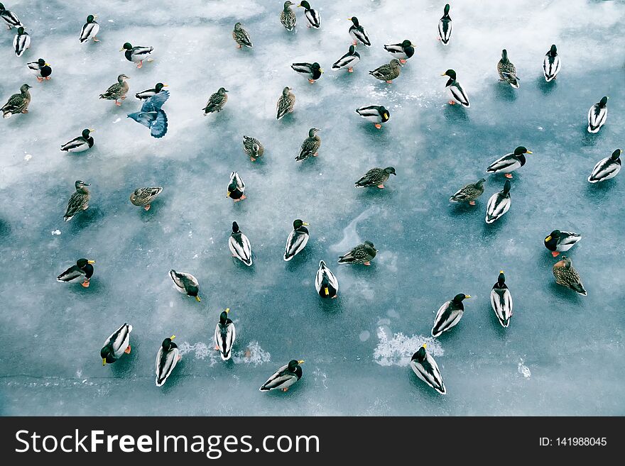 Large accumulation of ducks in winter on ice of reservoir
