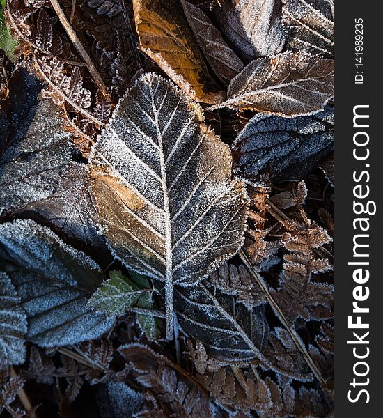 Late autumn icy leaves laying along a hiking trail. Late autumn icy leaves laying along a hiking trail.