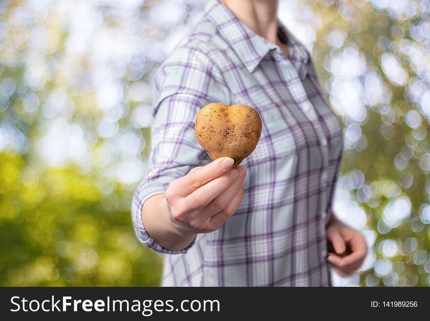 A closeup of a female farmer holding a potato in the form of heart in her hand at the blurred green landscape background. The agriculture concept. A closeup of a female farmer holding a potato in the form of heart in her hand at the blurred green landscape background. The agriculture concept