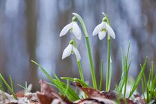 Free Beautiful White Snowdrop Flowers Growing In The Forest Stock Photo - 141997260