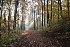 Misty Autumn Morning In The Forest Royalty Free Stock Images