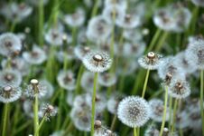 Basket Of Flower Dandelion With Achees Royalty Free Stock Photos