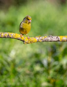 Free Carduelis Chloris Verdilhao Cute Tap Dance In A Branch. Royalty Free Stock Photos - 141998738