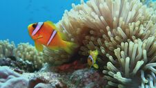 Clown Fish With Juvenile Near Sea Anemone. Amphiprion Bicinctus - Two-banded Anemonefish. Red Sea Royalty Free Stock Photo
