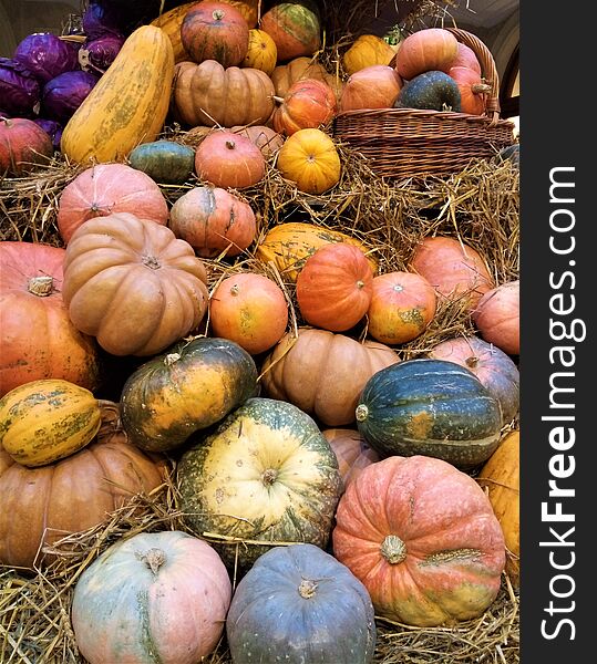 Macro photo with decorative background texture of large multi-colored fruits of pumpkin plants