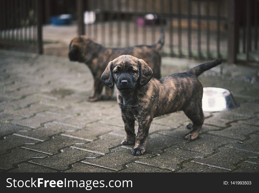 Young puppy playing with its sibs in the garden. Small, cute dog.