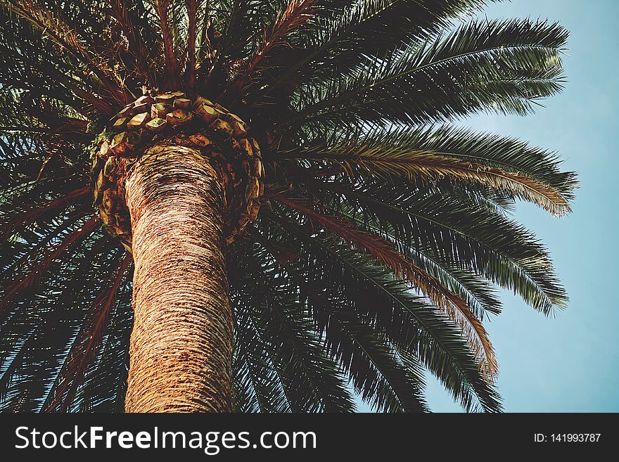 Palm tree in the park in the nature outdoors