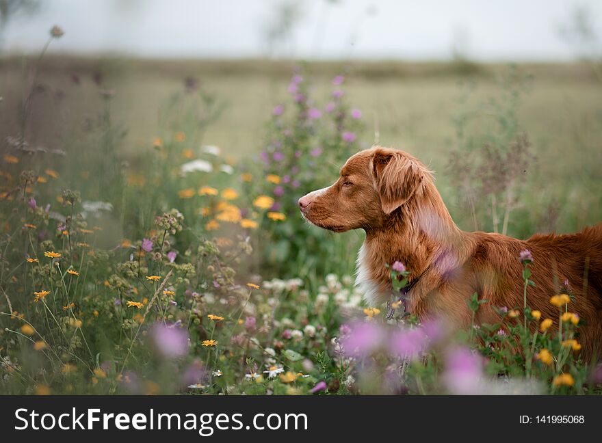 Portrait of a dog in the field. Nova Scotia Duck Tolling Retriever. Pet in nature