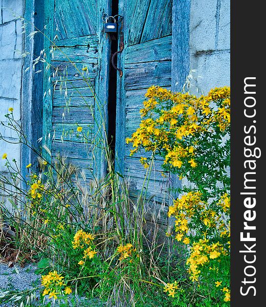 Yellow windflowers and green grass weeds growing in front of faded blue painted textured wooden doors on old house. Yellow windflowers and green grass weeds growing in front of faded blue painted textured wooden doors on old house.