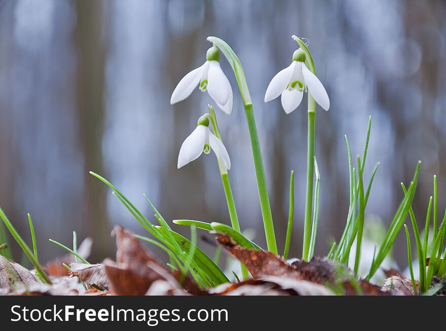 Beautiful white snowdrop flowers growing in the forest.