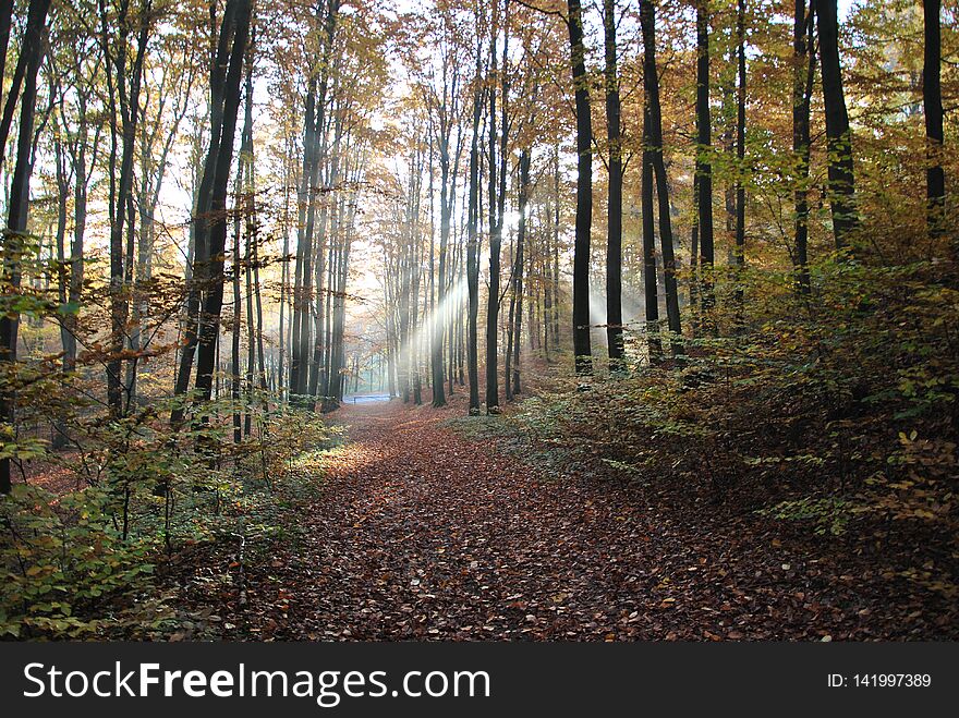 Misty autumn morning in the forest on autumn