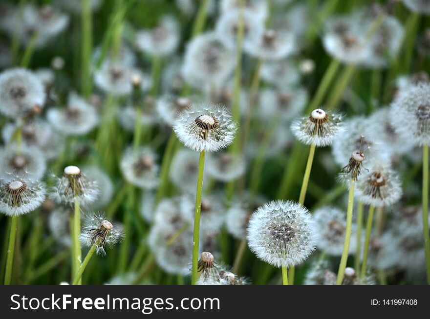 Basket Of Flower Dandelion With Achees