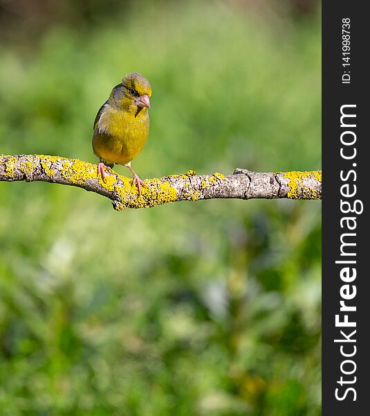 Carduelis chloris Verdilhao cute tap dance in a branch.