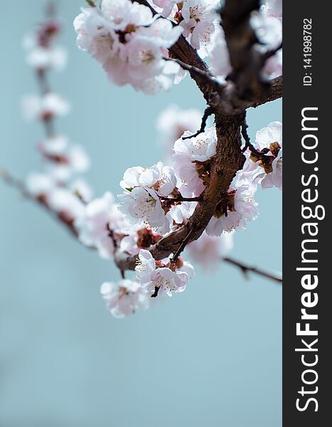 Apricot Blooming In The Garden. Beautiful Spring Seasonal Background Good For Greeting Card, Wedding Invitation, Web.