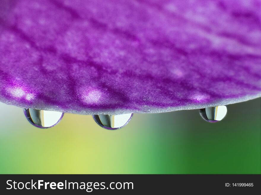 Droplets of water on the orchid petal. macrophotography