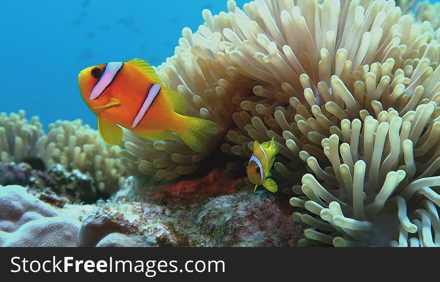 Beautiful Clown fish with juvenile near sea anemone. Amphiprion bicinctus - Two-banded anemonefish. Red Sea