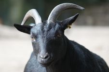 Portrait Of A Black Goat Stock Photo