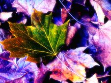 Autumn Colors Royalty Free Stock Photo