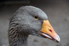 Greylag Close-up Stock Photos Greylag Close-up Stock Photos