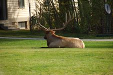 Elk Hanging Out On The Lawn Royalty Free Stock Photos