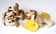 Mushroom Selection Stock Photos Mushroom Selection Stock Photos