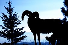 Rocky Mountain Bighorn Ram Silhouette Royalty Free Stock Image Rocky Mountain Bighorn Ram Silhouette Royalty Free Stock Image