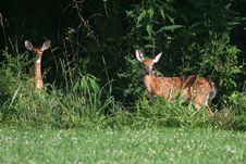 Deer Royalty Free Stock Photos Deer Royalty Free Stock Photos