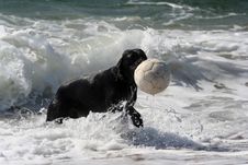 Dog And Ball Stock Photos