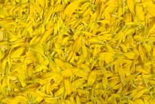 Flower Petals Stock Photos Flower Petals Stock Photos