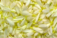 Flower Petals Royalty Free Stock Photo Flower Petals Royalty Free Stock Photo