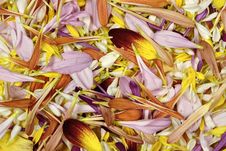 Flower Petals Stock Photo Flower Petals Stock Photo