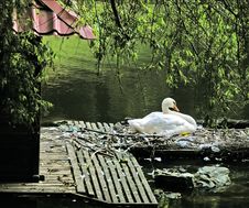 Nesting Swan Royalty Free Stock Photography Nesting Swan Royalty Free Stock Photography