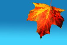 Autumn Leaf Stock Image