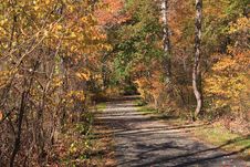 Road Through Autumn Forest Royalty Free Stock Images Road Through Autumn Forest Royalty Free Stock Images