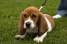 Unhappy Basset Hound Sitting In The Grass Royalty Free Stock Images Unhappy Basset Hound Sitting In The Grass Royalty Free Stock Images
