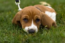 Basset Hound Laying In The Grass Royalty Free Stock Photo Basset Hound Laying In The Grass Royalty Free Stock Photo