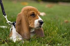 Basset Hound Laying In The Grass Stock Photo Basset Hound Laying In The Grass Stock Photo