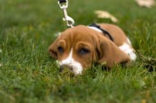 Basset Hound Laying In The Grass Stock Photography Basset Hound Laying In The Grass Stock Photography