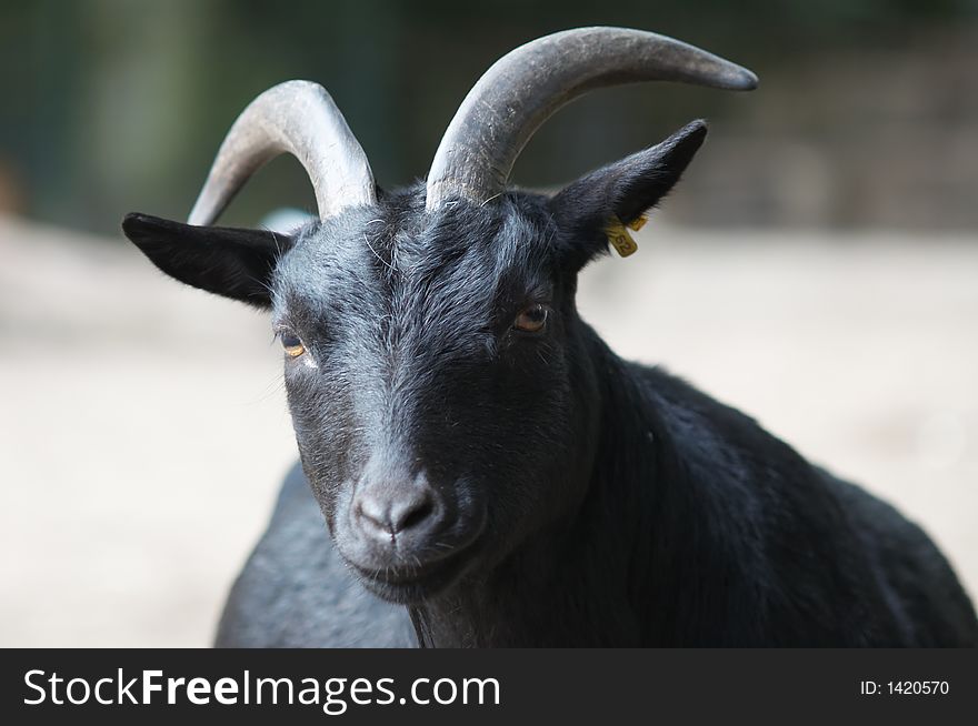 A portrait of a black goat