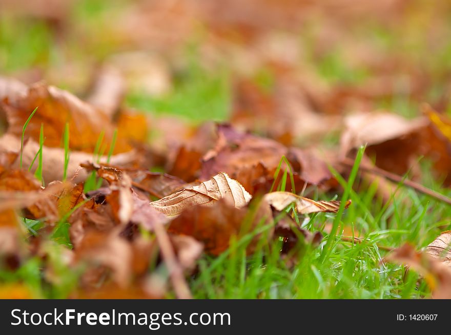 Autumn leaves background (shallow dof!)