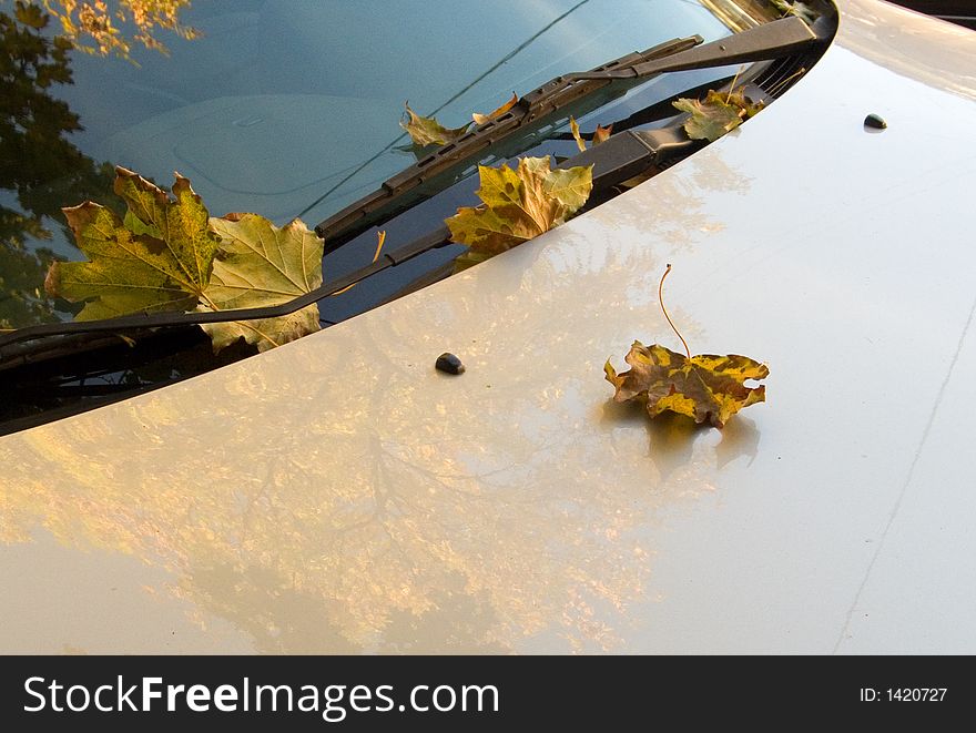 Fallen leaves on the hood. Fallen leaves on the hood