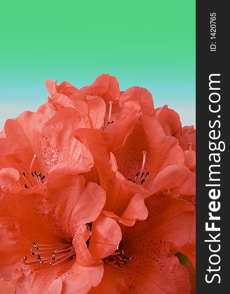 Rododendron Bunch With Clipping Path