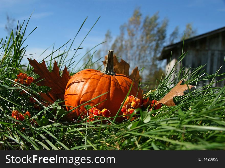 Pumpkins and leaves on the ground in back of a barn. Pumpkins and leaves on the ground in back of a barn