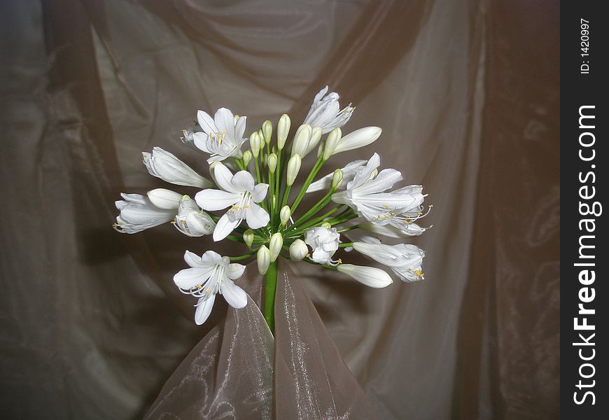 A white Agapanthus flower draped with tulle fabric. A white Agapanthus flower draped with tulle fabric