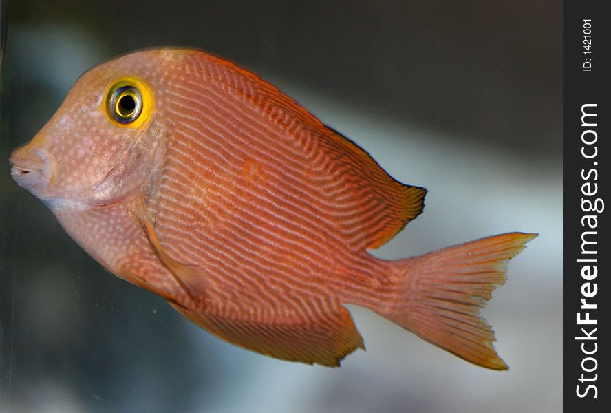 Salt Water Stripped Tropical Fish